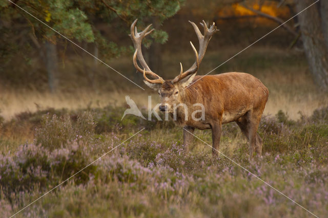 Edelhert (Cervus elaphus)