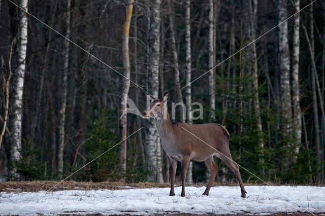 Edelhert (Cervus elaphus)