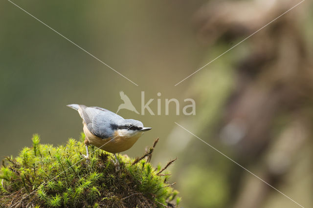 Europese Boomklever (Sitta europaea)