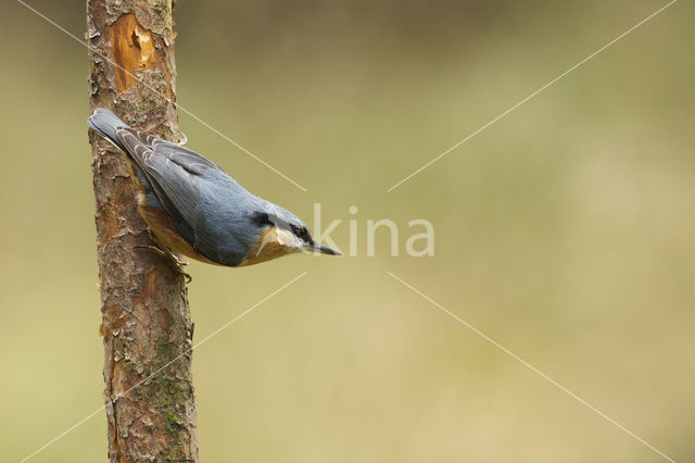 Europese Boomklever (Sitta europaea)