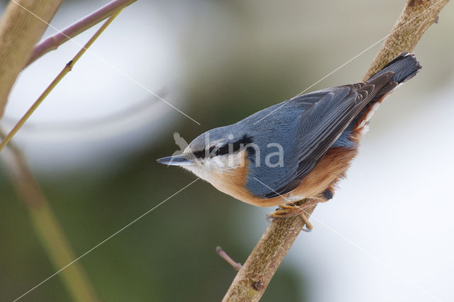 Europese Boomklever (Sitta europaea)