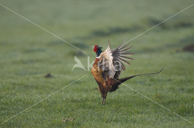 Ring-necked Pheasant (Phasianus colchicus)