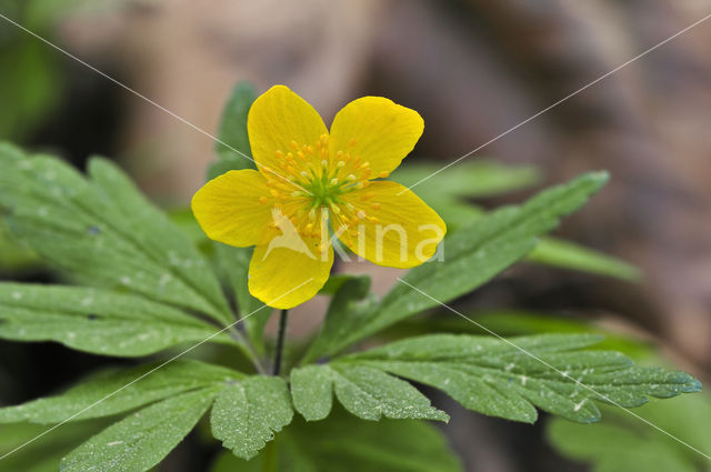 Gele anemoon (Anemone ranunculoides)