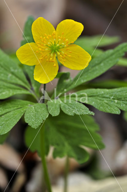 Gele anemoon (Anemone ranunculoides)