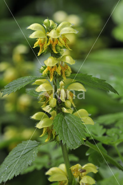 Gele dovenetel (Lamiastrum galeobdolon)