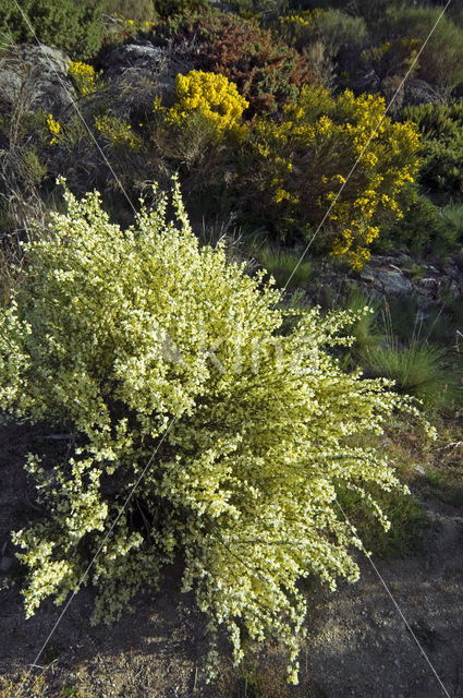 Genista monosperma