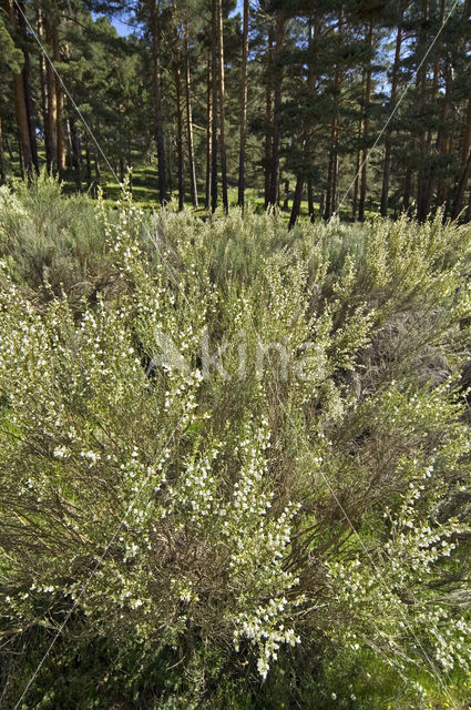 Genista monosperma