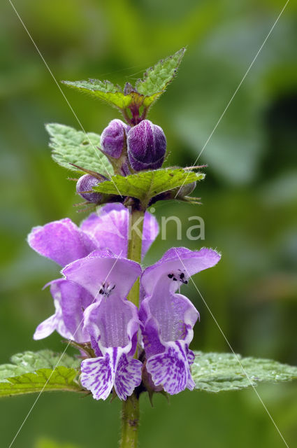 Gevlekte dovenetel (Lamium maculatum)