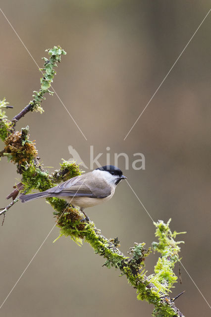 Glanskop (Parus palustris)