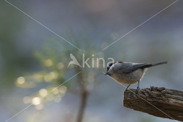 Glanskop (Parus palustris)