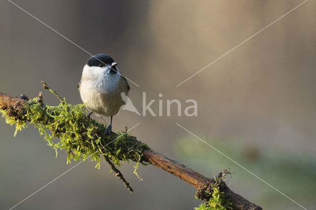 Glanskop (Parus palustris)