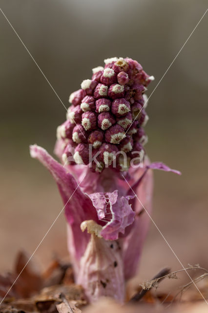 Groot hoefblad (Petasites hybridus)