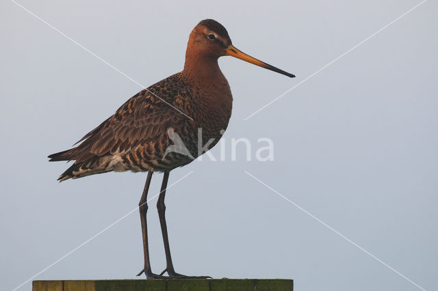 Grutto (Limosa limosa)