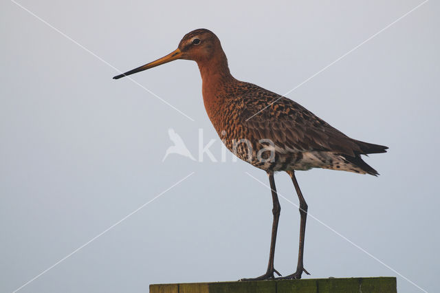 Grutto (Limosa limosa)