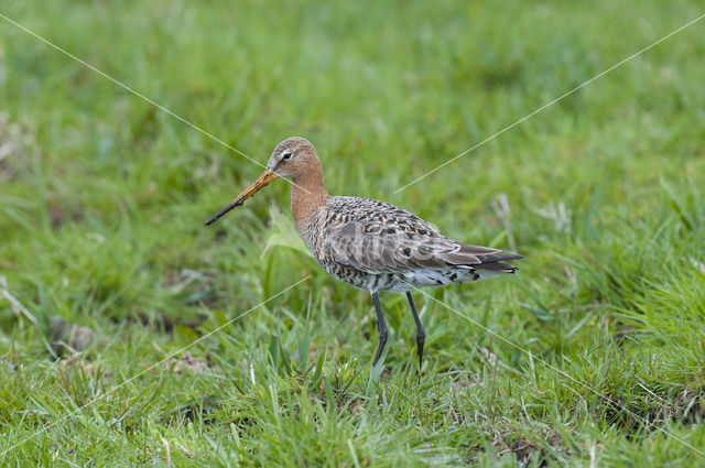 Grutto (Limosa limosa)