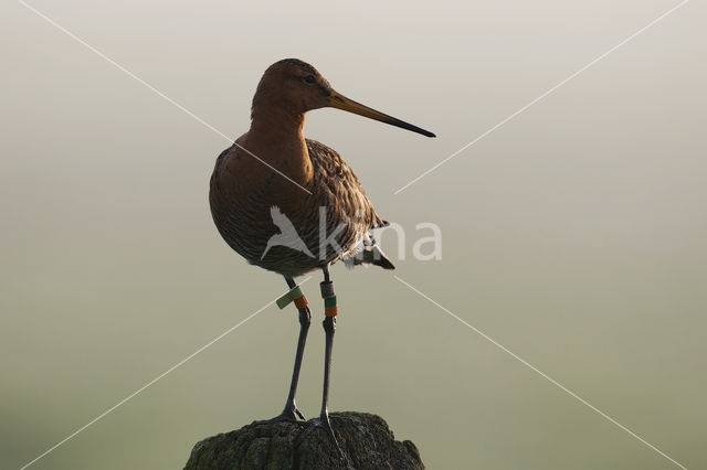 Grutto (Limosa limosa)