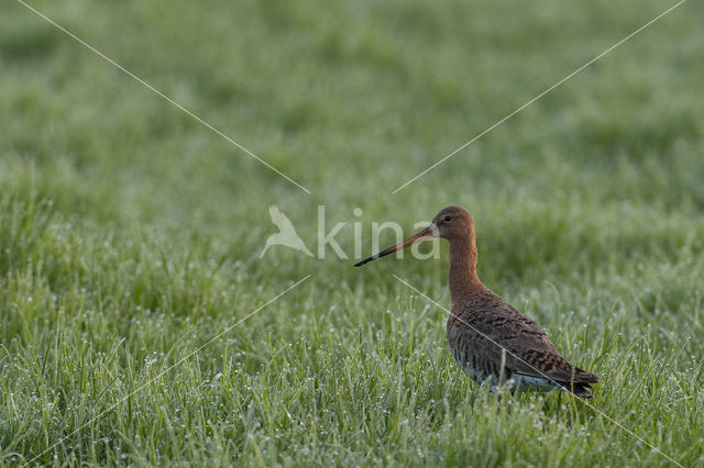 Grutto (Limosa limosa)