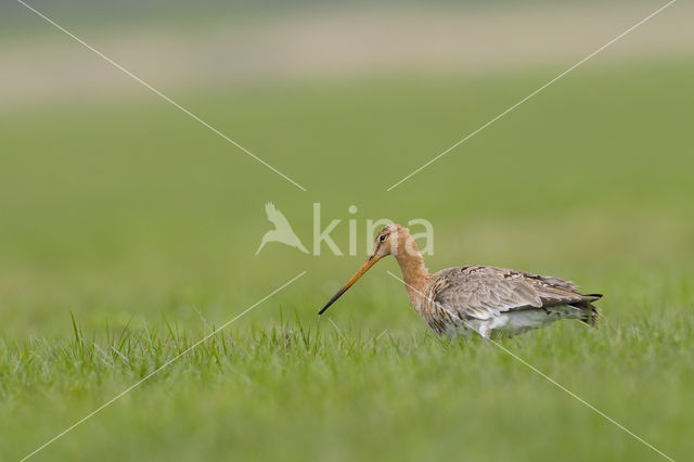 Grutto (Limosa limosa)