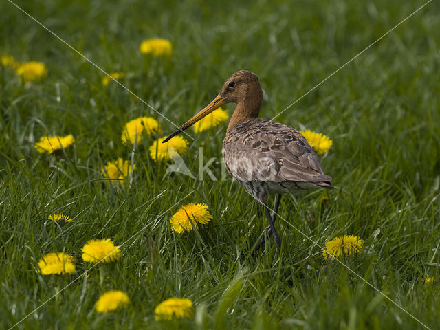 Grutto (Limosa limosa)