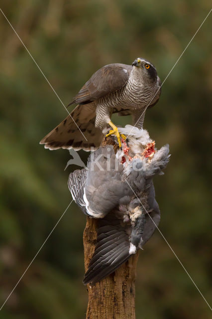 Havik (Accipiter gentilis)