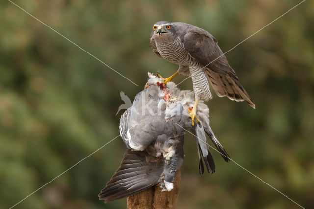 Havik (Accipiter gentilis)