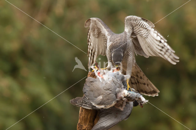 Havik (Accipiter gentilis)