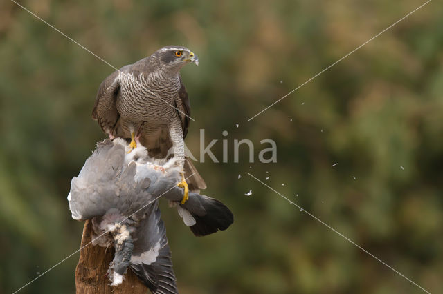 Havik (Accipiter gentilis)