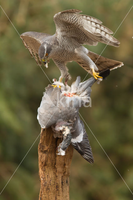 Havik (Accipiter gentilis)