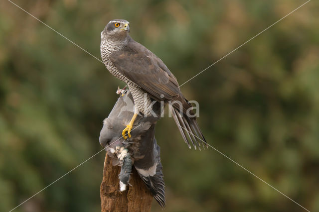 Havik (Accipiter gentilis)