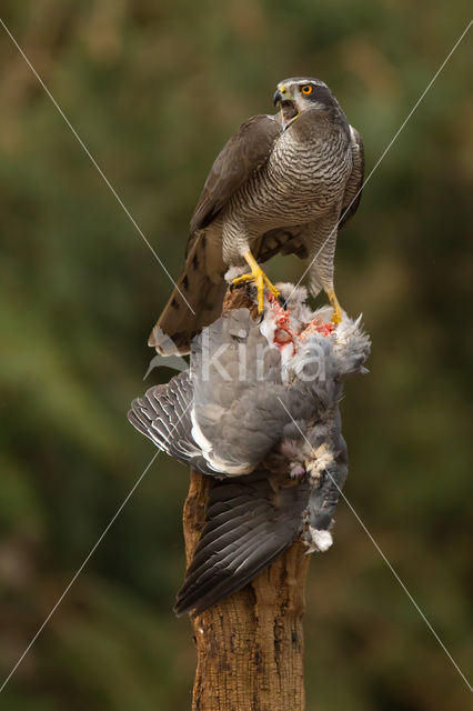 Havik (Accipiter gentilis)