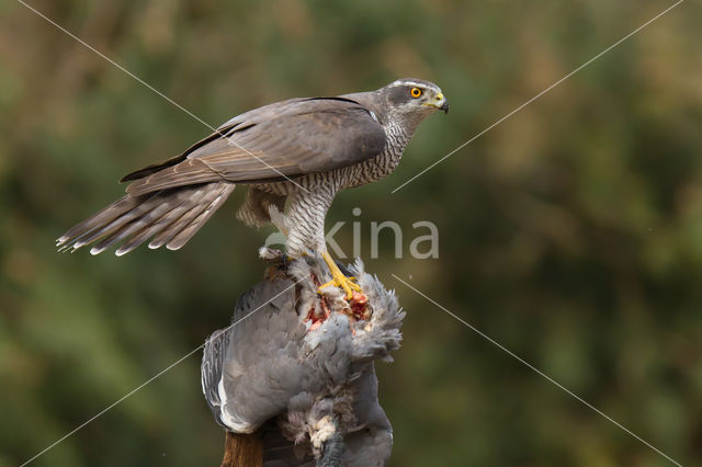 Havik (Accipiter gentilis)