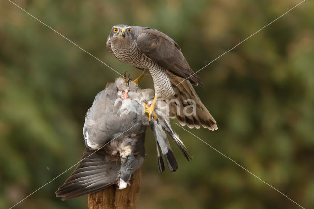 Havik (Accipiter gentilis)