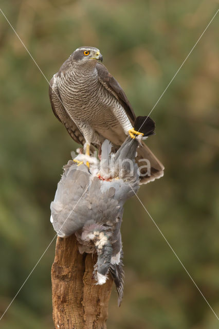 Havik (Accipiter gentilis)