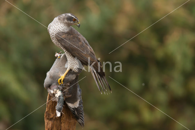 Havik (Accipiter gentilis)