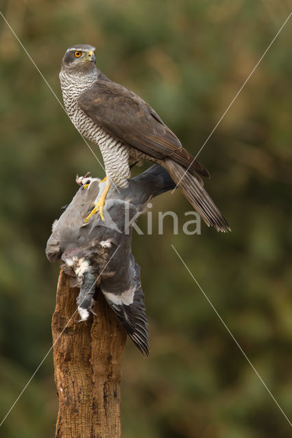 Havik (Accipiter gentilis)