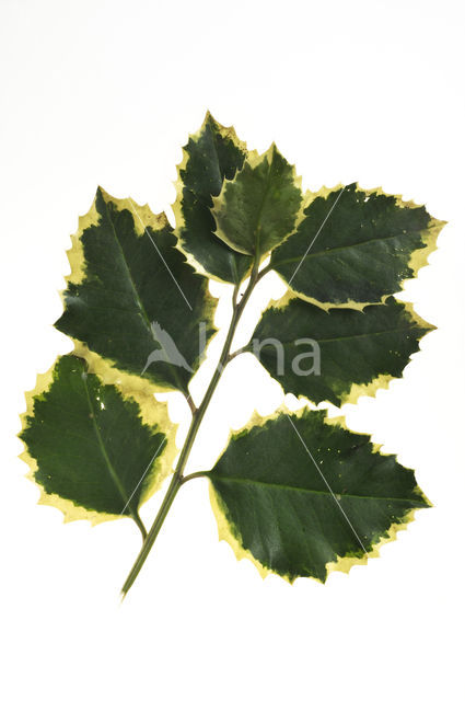 Hulst (Ilex aquifolium)