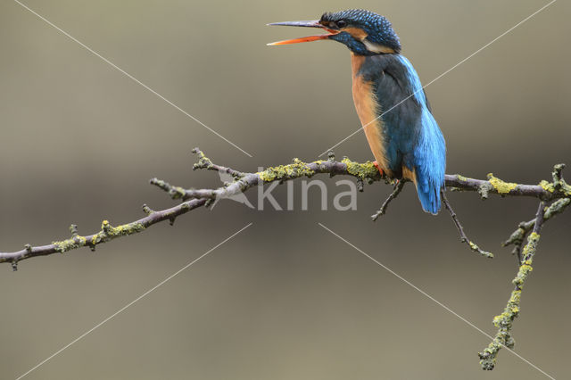 IJsvogel (Alcedo atthis)