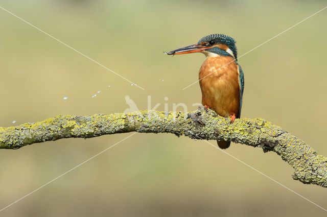 IJsvogel (Alcedo atthis)