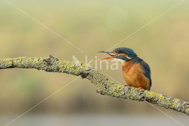 IJsvogel (Alcedo atthis)