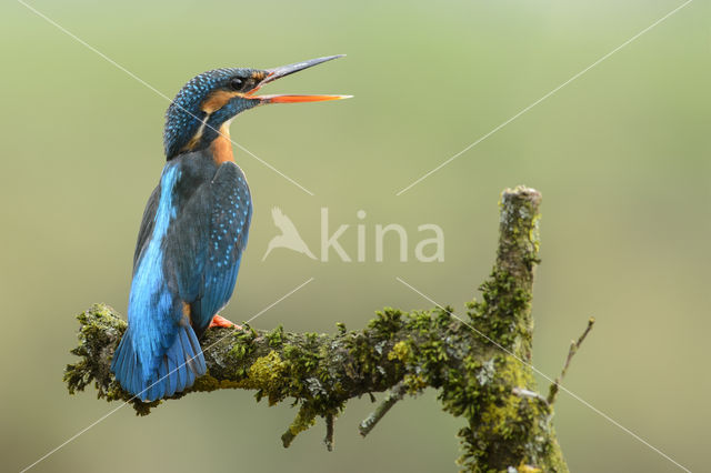 Kingfisher (Alcedo atthis)