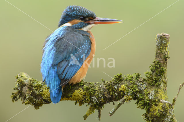 IJsvogel (Alcedo atthis)