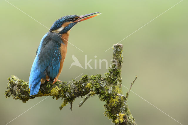 IJsvogel (Alcedo atthis)