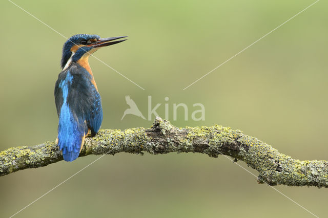 IJsvogel (Alcedo atthis)