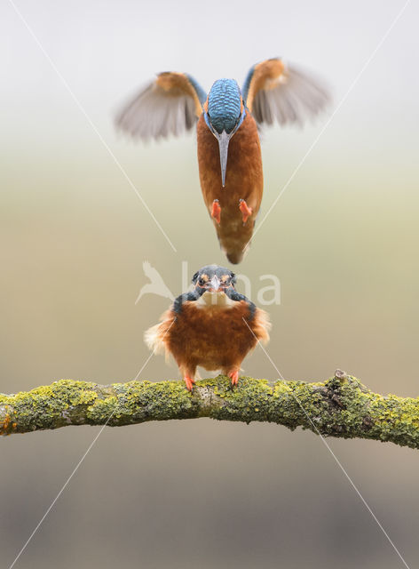 IJsvogel (Alcedo atthis)