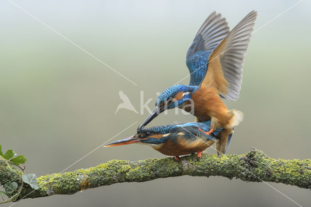 IJsvogel (Alcedo atthis)