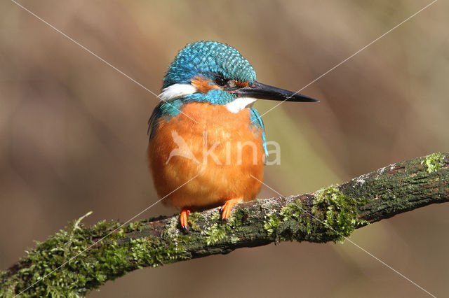 IJsvogel (Alcedo atthis)