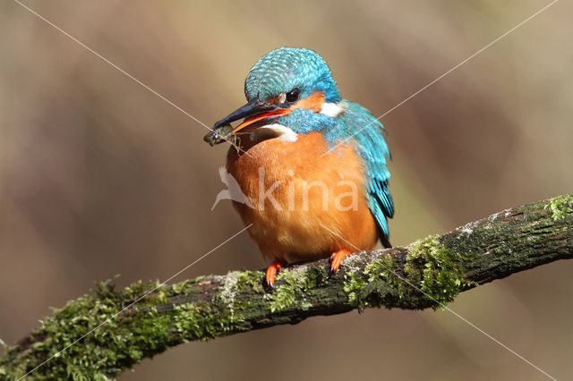 IJsvogel (Alcedo atthis)