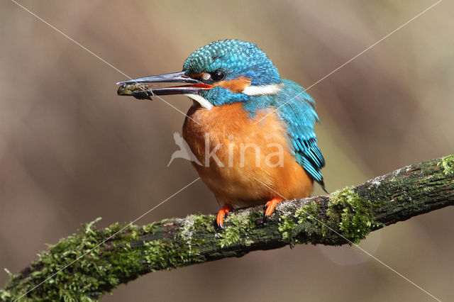 IJsvogel (Alcedo atthis)