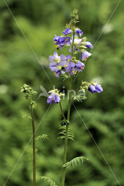 Jakobsladder (Polemonium caeruleum)