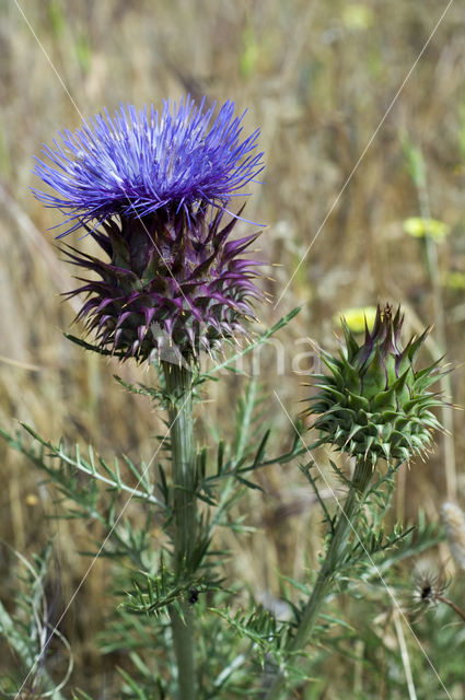 Kardoen (Cynara cardunculus)